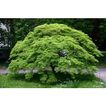KLON PALMOWY zielono- czerwony pomarańczowy - sadzonki 30 / 40 cm
